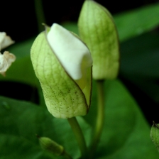 White & Green by NITA KURNIA PURADIREDJA